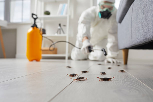 Affordable Termite Control solutions in Ruleville, MS
